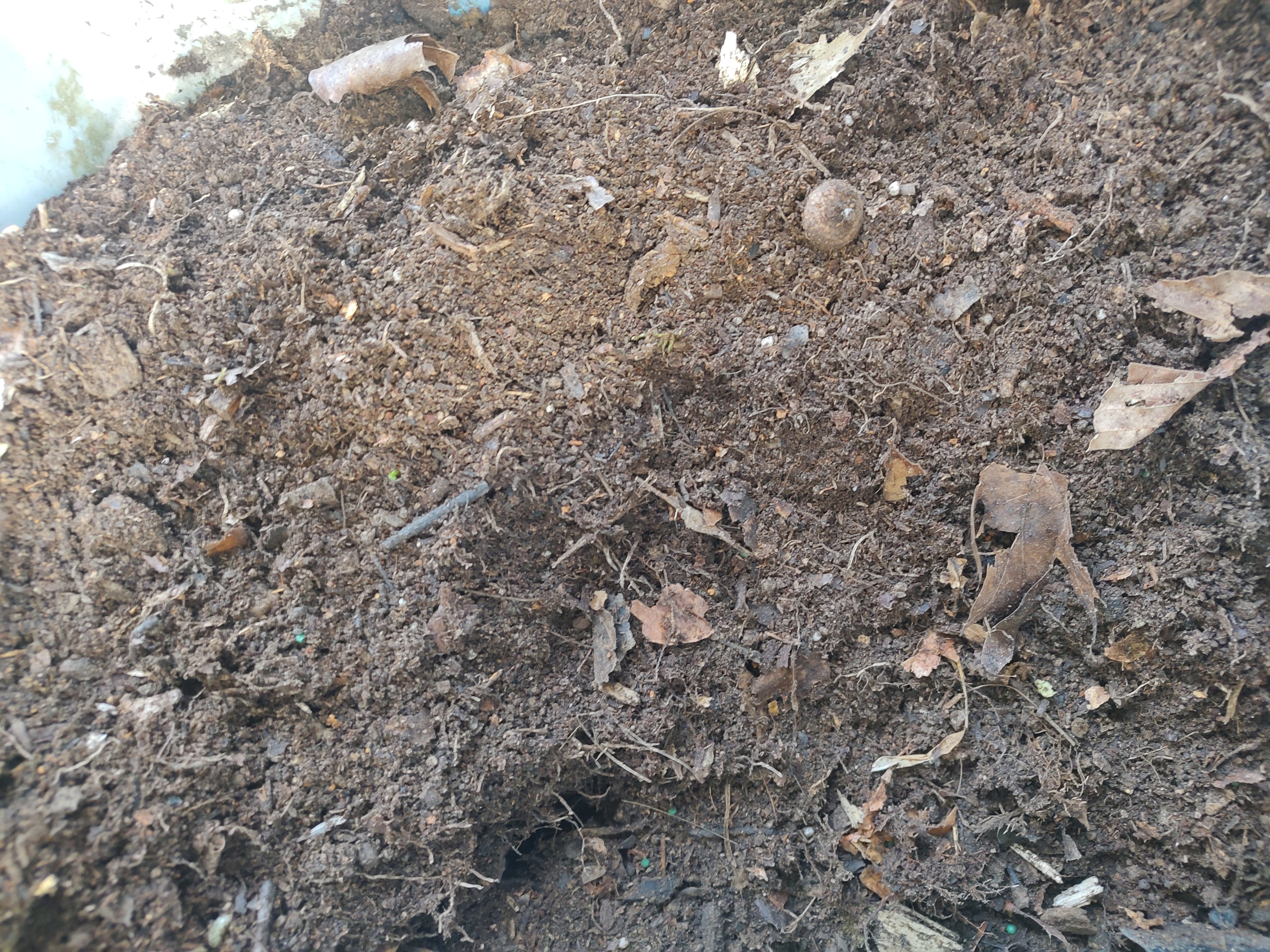 Black Gold Forest Mix